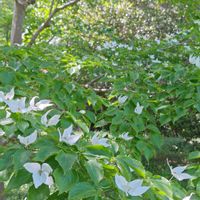 ヤマボウシの画像