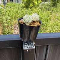 多肉植物,葉挿しの画像