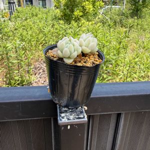 多肉植物,葉挿しの画像