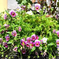 パンジー・ビオラ,鉢植え,かわいい花,今年もありがとうの画像