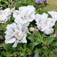 ペチュニア,八重咲きペチュニア,花のある暮らし,植物のある暮らし,おうち園芸の画像