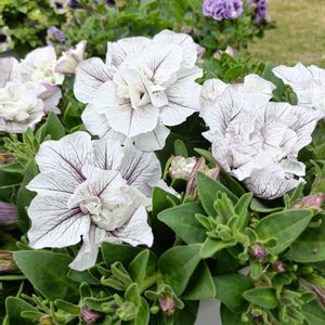 ペチュニア,八重咲きペチュニア,花のある暮らし,植物のある暮らし,おうち園芸の画像