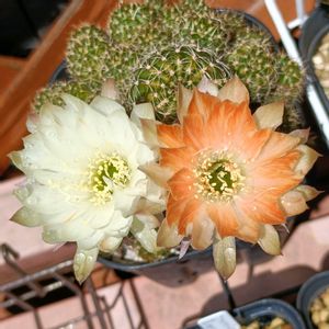 サボテン,ロビビア,サボテンの花,ロビビア煙雨の画像