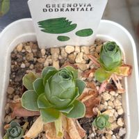 いつもありがとう♡,緑のある暮らし,葉っぱのある暮らし,とにかくGS 楽しもう！,その他部屋の画像