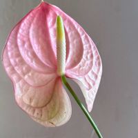 母の日,花のある暮らし,花のある生活,切り花を楽しむの画像