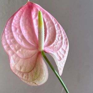 母の日,花のある暮らし,花のある生活,切り花を楽しむの画像