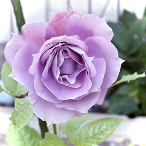 京成バラ園芸,薔薇 ノヴァーリス,お花のある暮らし,お花は癒し,繋がりに感謝の画像