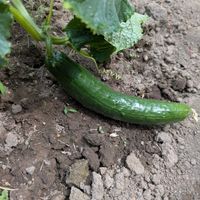 キュウリ,緑のある暮らし,人にやさしく,家庭菜園,庭の画像