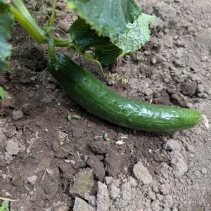 キュウリ,緑のある暮らし,人にやさしく,家庭菜園,庭の画像
