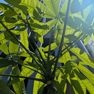 パキラ,観葉植物,熱帯植物,植物のある暮らし,botanical lifeの画像