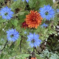 ニゲラ,ハマヒルガオ,バラ,ラベンダー,薔薇の画像