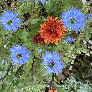 ニゲラ,ハマヒルガオ,バラ,ラベンダー,薔薇の画像