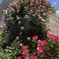 バラ,バラ・カクテル,ピエールドゥロンサール,薔薇♪,今日の一枚の画像