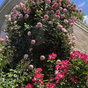 バラ,バラ・カクテル,ピエールドゥロンサール,薔薇♪,今日の一枚の画像