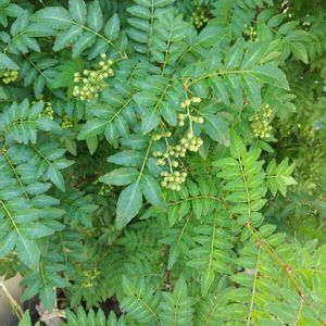 地植え,実家の庭,サンショウ( 山椒  ),香り高い薬味の画像