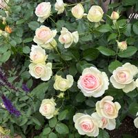 バラ,ピエールドゥロンサール,バラを楽しむ,ばら バラ 薔薇の画像