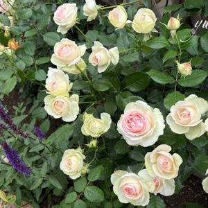 バラ,ピエールドゥロンサール,バラを楽しむ,ばら バラ 薔薇の画像