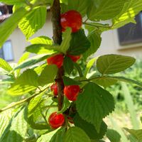 ユスラウメ,木いちご,庭の画像