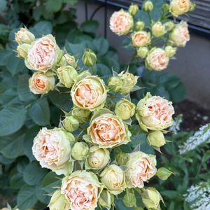 バラ,アンティークレース,バラを楽しむ,ばら バラ 薔薇の画像