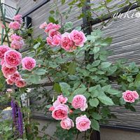 バラ,バラ ローブアラフランセーズ ,バラを楽しむ,ばら バラ 薔薇の画像