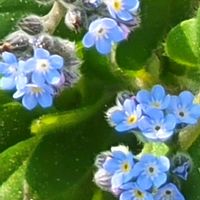 福寿草,カキドオシ,ノハラムラサキ,福寿草の実,散歩の画像