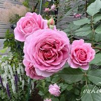 バラ,バラ ローブアラフランセーズ ,バラを楽しむ,ばら バラ 薔薇の画像