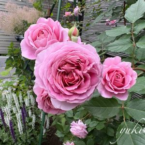 バラ,バラ ローブアラフランセーズ ,バラを楽しむ,ばら バラ 薔薇の画像