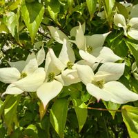 ヤマボウシ,樹木,木に咲く花,歩道脇,施設のお庭の画像