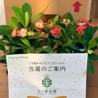 ハナキリン,PR,岩手県,三ツ星品種モニター,ハナキリンモニターの画像