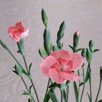 アザレア,スーパーベナ アイストゥインクル,ミーテ ピーチラテ,花のある暮らし♡,おうち園芸の画像