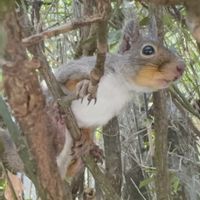 マサキ,マサキ,岩手県の画像