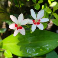 ヤマボウシ,ティアレア,ユキノシタのお花✣,５月のお花✣,ヒオウギ　赤の画像