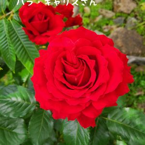 クレマチス,今庭,枝垂れエゴノキ,ガーデニング,ナチュラルガーデンの画像