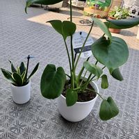 モンステラ,オルレア・ホワイトレース,サンスベリア♪,ルーフバルコニー,多肉のお花♡の画像
