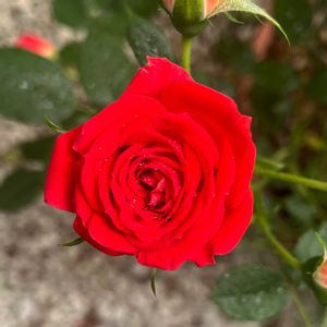 ミニバラ,ミニバラ タマラコルダーナ,ミニ薔薇
2011アロハコルダーナ,ばら バラ 薔薇の画像