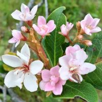 シャリンバイ,樹木,木に咲く花,歩道脇,施設のお庭の画像