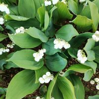 スズラン,花のある暮らし,朝散歩,お出かけ先の画像
