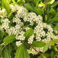ピラカンサ,白い花,樹木,植え込み,木に咲く花の画像
