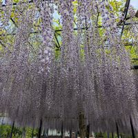 フジの画像
