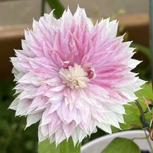 クレマチス ジョセフィーヌ,ガーデニング,花のある暮らし,ナチュラルスタイル,おうち園芸の画像