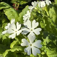 プリムラ マラコイデス,フクロナデシコ,日本サクラソウ,花のある暮らし,私の癒しの画像