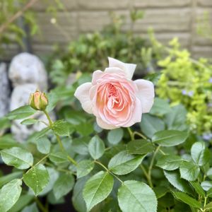 薔薇　ガーデンオブローゼス,鉢植え,ガーデニング,ばら バラ 薔薇の画像