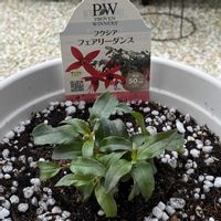 フクシア,ガーデニング初心者,PW,Proven Winners,PW愛がとまらないの画像