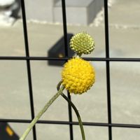クラスペディア,クラスペディア,オステオスペルマム,リシマキア ボジョレー,リシマキア ボジョレーの画像