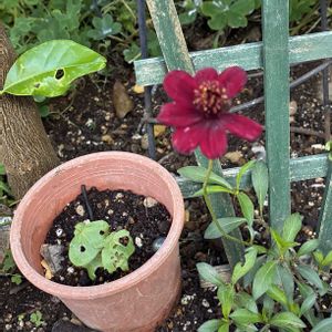 花のある暮らし,緑のある暮らし,GSに感謝。,土曜日の朝,わんこと暮らすの画像