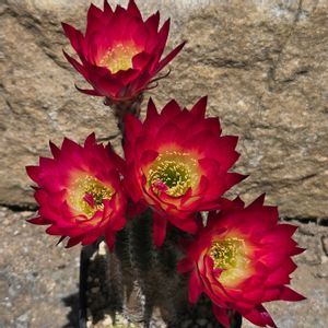 サボテン,花サボテン,サボテンの花,さぼてんの花の画像