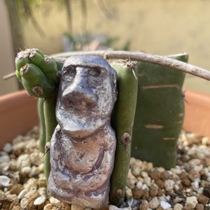 多肉植物,珍奇植物,多肉女子,モアイの日,⊂( ・________・ )⊃の鬼面角の画像