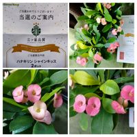 ハナキリン,PR,三ツ星品質モニター,ハナキリンモニターの画像