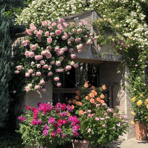 薔薇,花旅,ガーデンネックレス横浜2026コンテストの画像