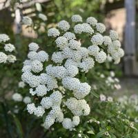 コデマリ,小手毬(コデマリ),ガーデニング,庭の画像